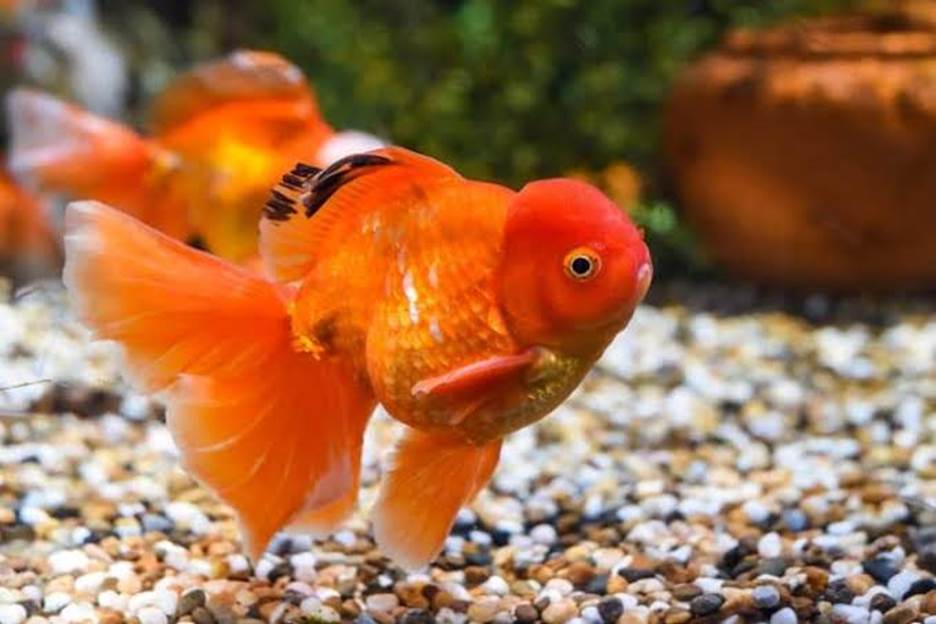 Everything You Need to Know About Setting Up a Goldfish Tank and the Most Fascinating Goldfish With Big Heads